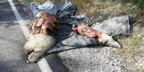 Les quitan la piel a cocodrilos en la Huasteca Potosina de forma ilegal