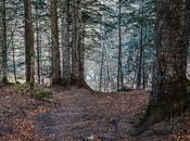 escalera bosque