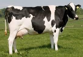 ¿Por qué los humanos decidieron tomar leche de vaca?