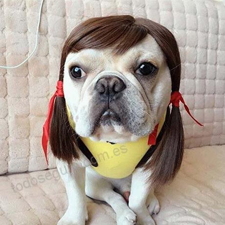 Estas 15 fotografías de perros con peluca te alegrarán el día Estas 15 fotografías de perros con peluca te alegrarán el día