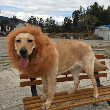 Estas 15 fotografías de perros con peluca te alegrarán el día Estas 15 fotografías de perros con peluca te alegrarán el día