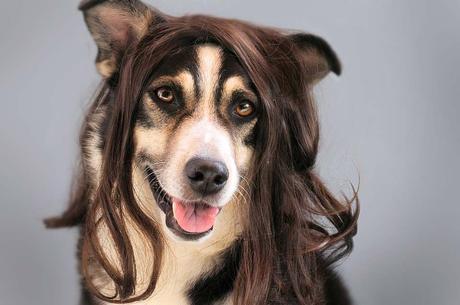 Estas 15 fotografías de perros con peluca te alegrarán el día Estas 15 fotografías de perros con peluca te alegrarán el día