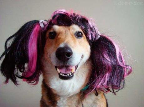 Estas 15 fotografías de perros con peluca te alegrarán el día Estas 15 fotografías de perros con peluca te alegrarán el día