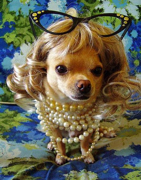 Estas 15 fotografías de perros con peluca te alegrarán el día Estas 15 fotografías de perros con peluca te alegrarán el día