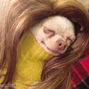 Estas 15 fotografías de perros con peluca te alegrarán el día perro con peluca