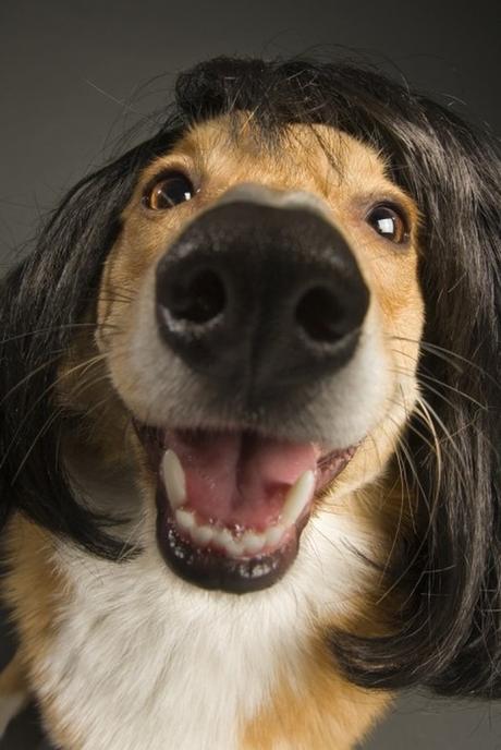 Estas 15 fotografías de perros con peluca te alegrarán el día Estas 15 fotografías de perros con peluca te alegrarán el día