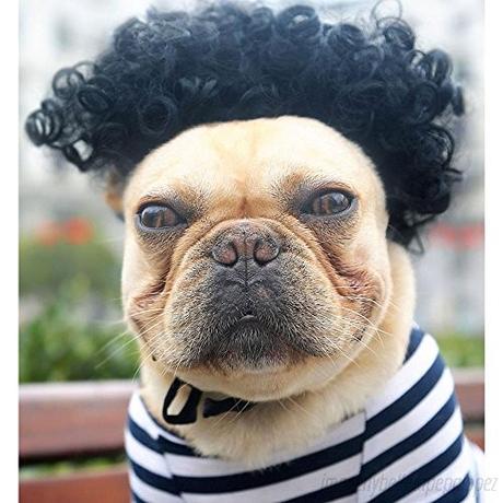 Estas 15 fotografías de perros con peluca te alegrarán el día Estas 15 fotografías de perros con peluca te alegrarán el día