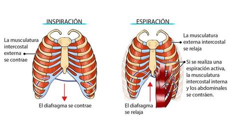 Comienza a entrenar la capacidad pulmonar