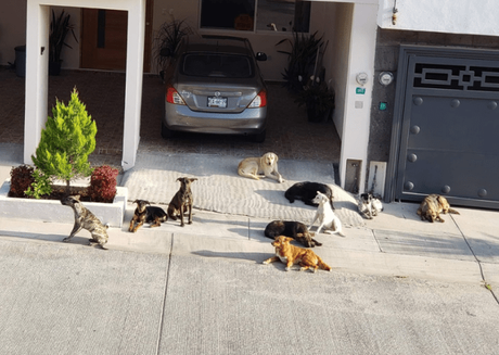 Denuncian envenenamiento masivo de perros en Villa Magna