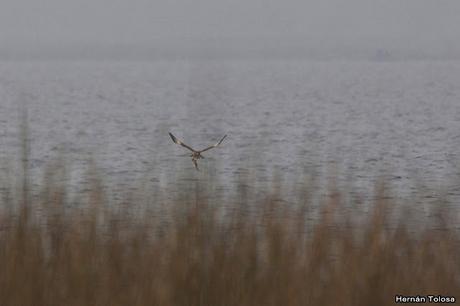 Censo de Neotropical de Aves Acuáticas Laguna de Lobos (julio 2019)
