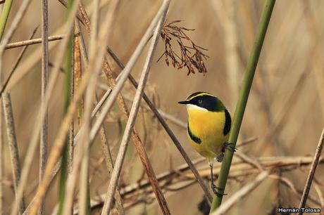 Censo de Neotropical de Aves Acuáticas Laguna de Lobos (julio 2019)
