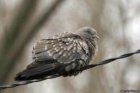 Censo de Neotropical de Aves Acuáticas Laguna de Lobos (julio 2019)