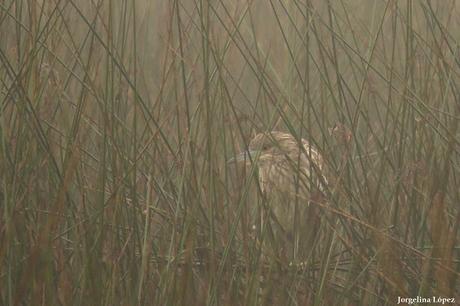 Censo de Neotropical de Aves Acuáticas Laguna de Lobos (julio 2019)