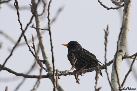 Censo de Neotropical de Aves Acuáticas Laguna de Lobos (julio 2019)