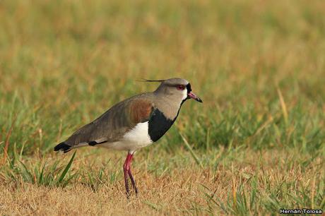 Censo de Neotropical de Aves Acuáticas Laguna de Lobos (julio 2019)