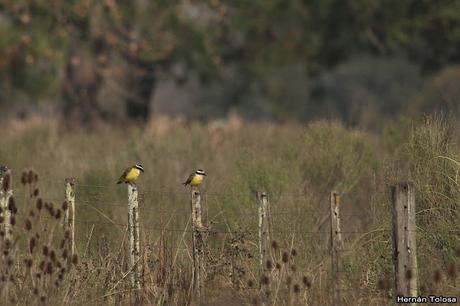 Censo de Neotropical de Aves Acuáticas Laguna de Lobos (julio 2019)