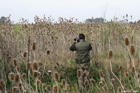 Censo de Neotropical de Aves Acuáticas Laguna de Lobos (julio 2019)