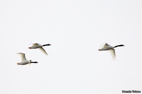 Censo de Neotropical de Aves Acuáticas Laguna de Lobos (julio 2019)