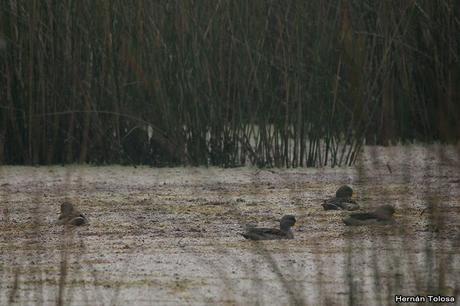 Censo de Neotropical de Aves Acuáticas Laguna de Lobos (julio 2019)