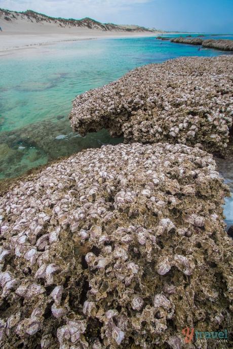 IMG_8033 ▷ Comenta sobre Enamórate de Coral Bay, Australia Occidental por Top 10 Bays en Australia para relajarte en 2020 - Australia sin envolver