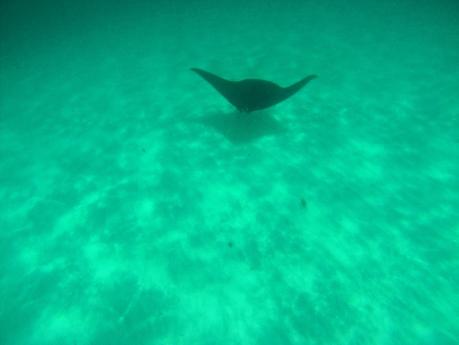 ▷ Comenta sobre Enamórate de Coral Bay, Australia Occidental por Top 10 Bays en Australia para relajarte en 2020 – Australia sin envolver manta-rays-ningaloo-reef-3 ▷ Comenta sobre Enamórate de Coral Bay, Australia Occidental por Top 10 Bays en Australia para relajarte en 2020 - Australia sin envolver