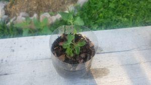 Manzana, proyecto » Eden’s garden «