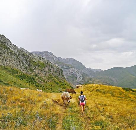 BISAURÍN DESDE LIZARA