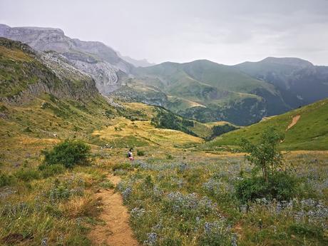 BISAURÍN DESDE LIZARA