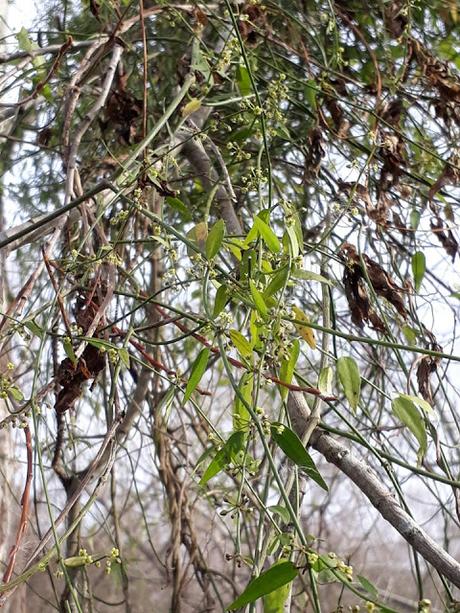 Liana de leche (Metastelma virgatum) Liana de leche (Metastelma virgatum)