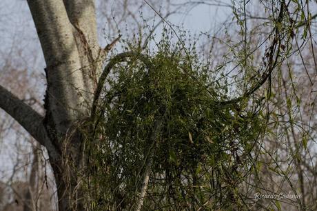 Liana de leche (Metastelma virgatum) Liana de leche (Metastelma virgatum)