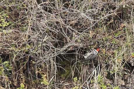 Nieve primaveral en el cerro Chapelco Nieve primaveral en el cerro Chapelco