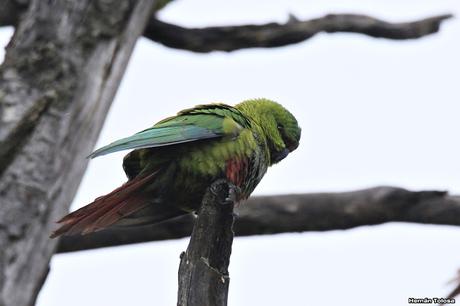Nieve primaveral en el cerro Chapelco Nieve primaveral en el cerro Chapelco