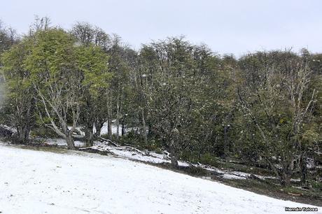 Nieve primaveral en el cerro Chapelco Nieve primaveral en el cerro Chapelco