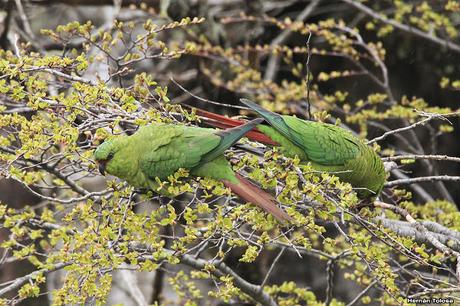 Nieve primaveral en el cerro Chapelco Nieve primaveral en el cerro Chapelco