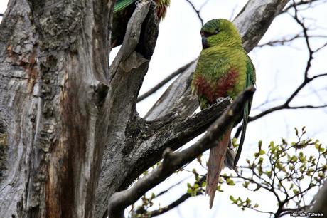 Nieve primaveral en el cerro Chapelco Nieve primaveral en el cerro Chapelco
