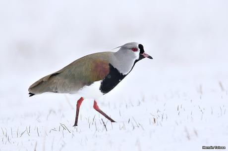 Nieve primaveral en el cerro Chapelco Nieve primaveral en el cerro Chapelco