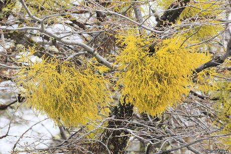 Nieve primaveral en el cerro Chapelco Nieve primaveral en el cerro Chapelco