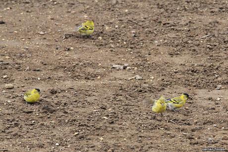 Nieve primaveral en el cerro Chapelco Nieve primaveral en el cerro Chapelco