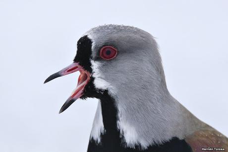 Nieve primaveral en el cerro Chapelco Nieve primaveral en el cerro Chapelco