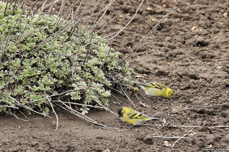 Nieve primaveral en el cerro Chapelco Nieve primaveral en el cerro Chapelco