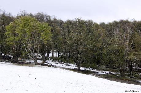 Nieve primaveral en el cerro Chapelco Nieve primaveral en el cerro Chapelco
