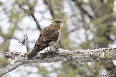 Nieve primaveral en el cerro Chapelco Nieve primaveral en el cerro Chapelco