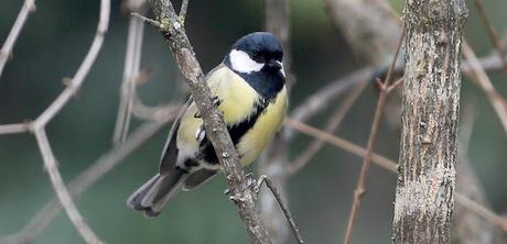 [A VUELAPLUMA] Romper el hechizo