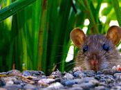 exposición azul incrementa consumo azúcar ratas