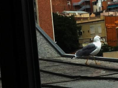 La gaviota de hace un millón de años