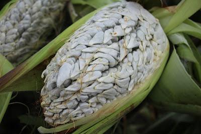 CONQUISTA HUITLACOCHE MEXIQUENSE PALADARES Y CONCURSOS A NIVEL NACIONAL