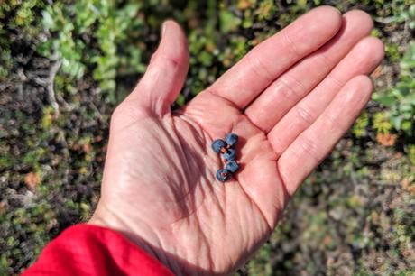 crowberry ▷ Lista de embalaje de Arctic Circle Trail: todo lo que necesita en un solo lugar