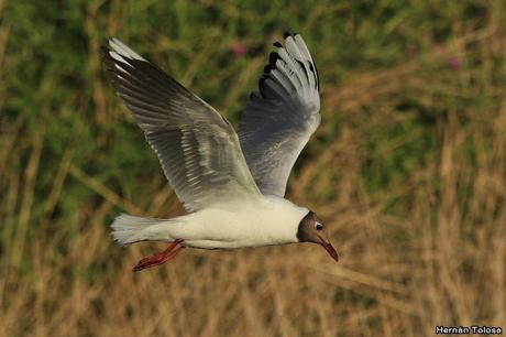 Gaviotas sobre el zanjón