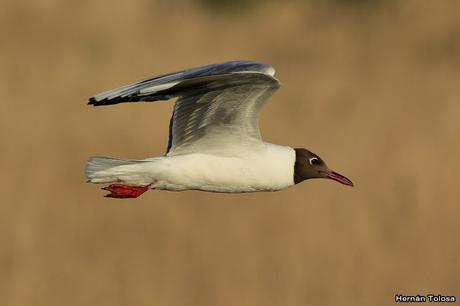 Gaviotas sobre el zanjón