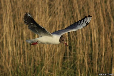 Gaviotas sobre el zanjón